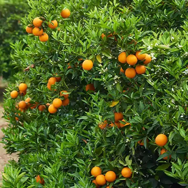 Bhutani_Chataki_Orange_Santra_Grafted_Fruit_Plant_(1.5-2_Feet_Height)