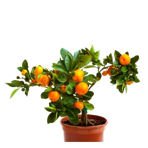 China_Orange_Santra_Grafted_Fruit_Plant_(1.5-2_Feet_Height)