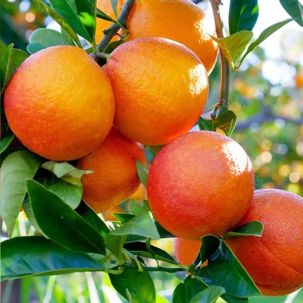 Moro_Blood_Orange_Santra_Grafted_Fruit_Plant_(1.5-2_Feet_Height)
