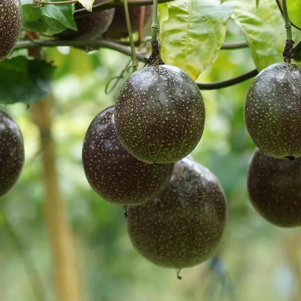 Passion_Fruit_Climbing_Plant