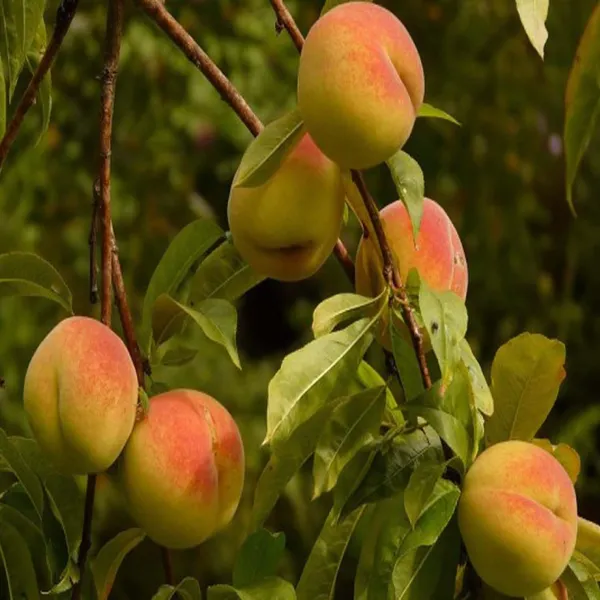 Sharbati_Peach_Grafted_Fruit_Plant_(2-3_Feet_Height)