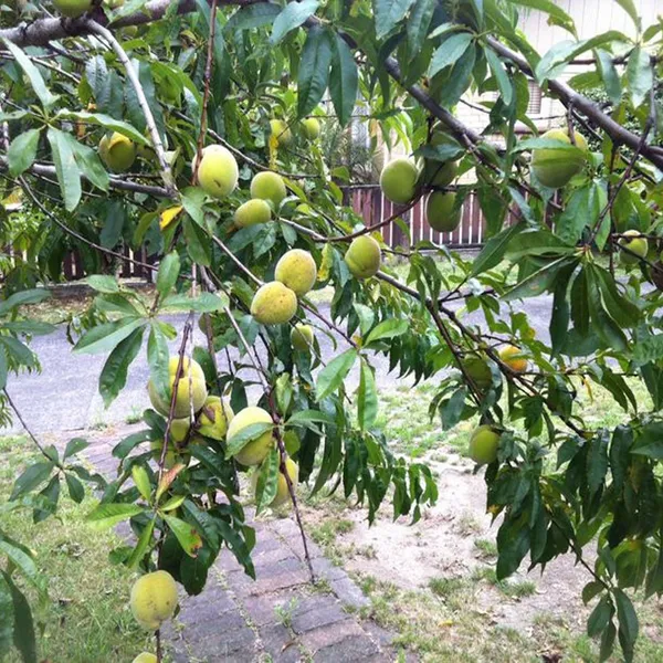 Prabhat_Peach_Grafted_Fruit_Plant_(2-3_Feet_Height)