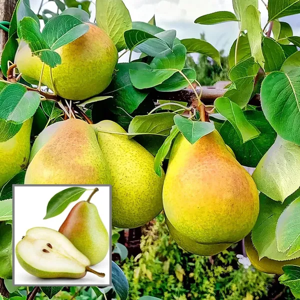 Pear_Pyrus_Communis_Nashpati_Layering/Grafted_Fruit_Plant_(1.5-3_Feet_Height)
