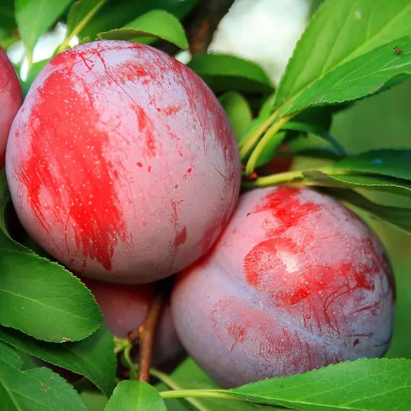 Red_Plum_Aloo_Bukhara_Layering/Grafted_Fruit_Plant_(1.5-3_Feet_Height)