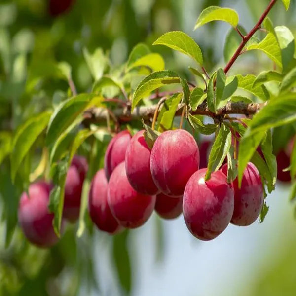 Red_Plum_Aloo_Bukhara_Layering/Grafted_Fruit_Plant_(1.5-3_Feet_Height)