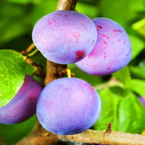 Satluj_Purple_Plum_Aloo_Bukhara_Layering/Grafted_Fruit_Plant_(1.5-3_Feet_Height)