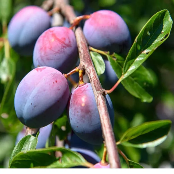 Satluj_Purple_Plum_Aloo_Bukhara_Layering/Grafted_Fruit_Plant_(1.5-3_Feet_Height)