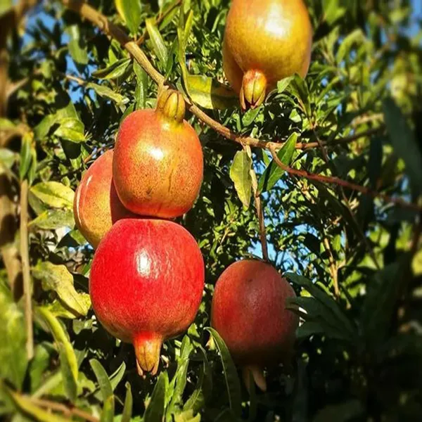 Anar_Ganesh_Pomegranate_Layering/Grafted_Fruit_Plant_(1.5-3_Feet_Height)