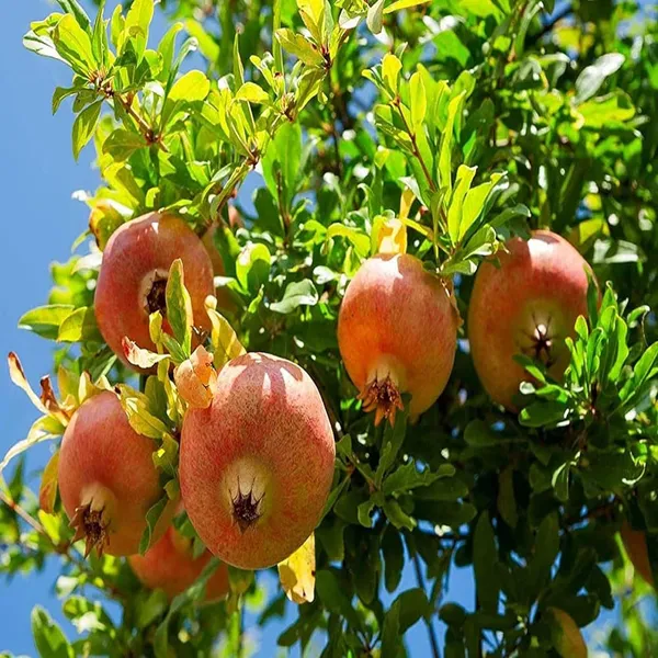 Anar_Ganesh_Pomegranate_Layering/Grafted_Fruit_Plant_(1.5-3_Feet_Height)
