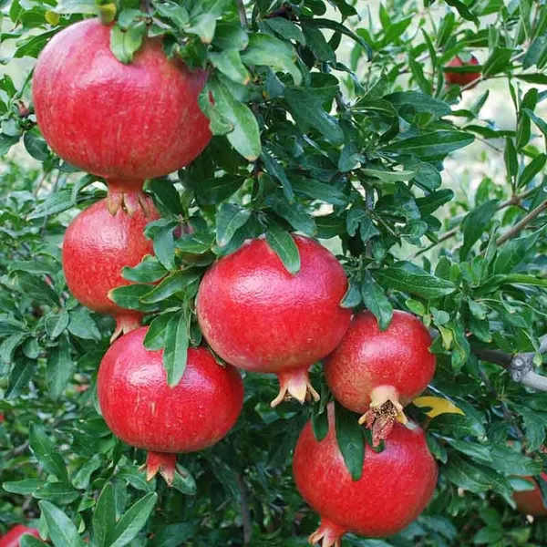 Super_Bhagwa_Pomegranate_Anar_Layering/Grafted_Fruit_Plant_(1.5-3_Feet_Height)