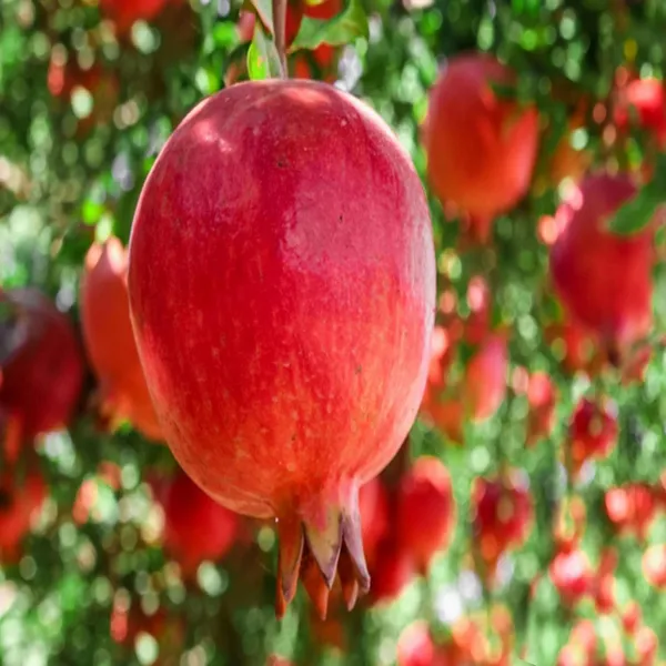 Super_Bhagwa_Pomegranate_Anar_Layering/Grafted_Fruit_Plant_(1.5-3_Feet_Height)