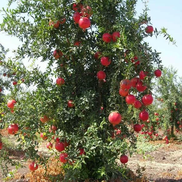 Granada_Pomegranate_Anar_Layering/Grafted_Fruit_Plant_(1.5-3_Feet_Height)