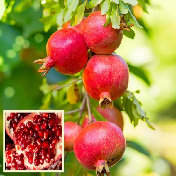 Gm2_Pomegranate_Anar_Layering/Grafted_Fruit_Plant_(1.5-3_Feet_Height)