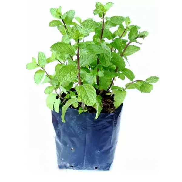 Pudina_Pepermint_Mentha_Scented_Leaf_Plant_(1-2_Feet_Height)