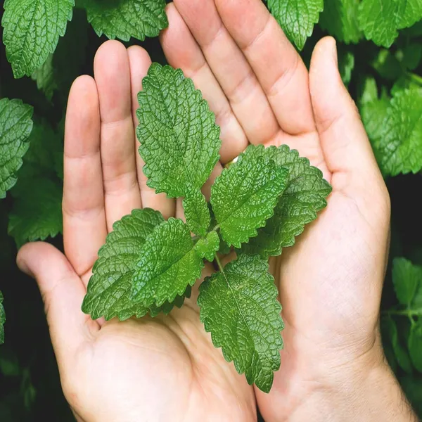 Pudina_Pepermint_Mentha_Scented_Leaf_Plant_(1-2_Feet_Height)