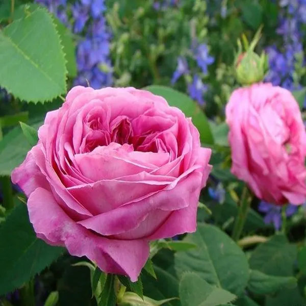 Pink_Colour_Rose_Fragrant_Flower_Plant_(1-2_Feet_Height)