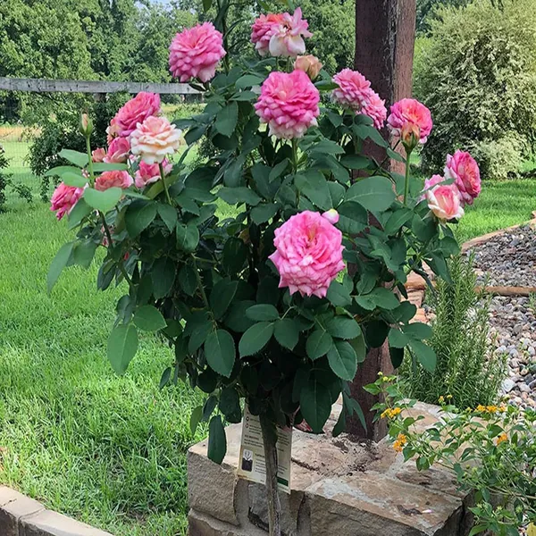 Pink_Colour_Rose_Fragrant_Flower_Plant_(1-2_Feet_Height)