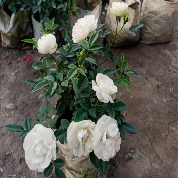 White_Rose_Fragrant_Flower_Plant_(1-2_Feet_Height)