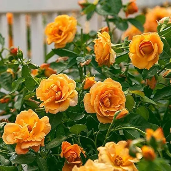 Yellow_Rose_Fragrant_Flower_Plant_(1-2_Feet_Height)