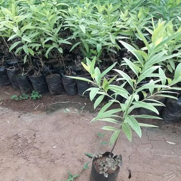 White_Sandalwood_Chandan_Avenue_Plant_(1.5-3_Feet_Height)