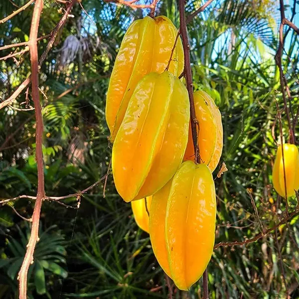 Sour_Star_Fruit_Carambola_Kamranga_Amrak_Grafted_Plant_(1.5-3_Feet_Height)