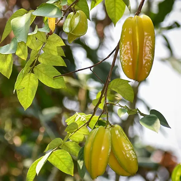 Sour_Star_Fruit_Carambola_Kamranga_Amrak_Grafted_Plant_(1.5-3_Feet_Height)