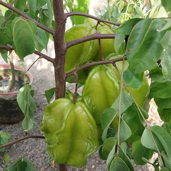 Sour_Star_Fruit_Carambola_Kamranga_Amrak_Grafted_Plant_(1.5-3_Feet_Height)
