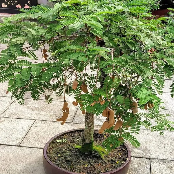 Thai_Sweet_Tamarind_Imli_Grafted_Fruit_Plant_(1.5-3_Feet_Height)
