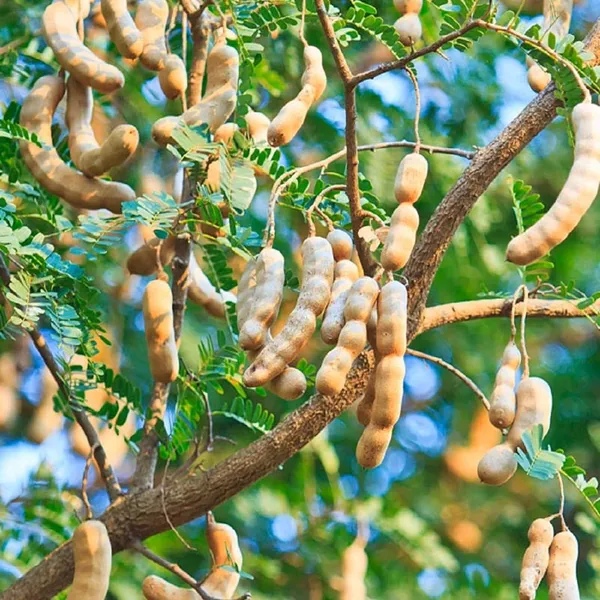 Sour_Vantoor_Tamarind_Imli_Grafted_Fruit_Plant_(1.5-3_Feet_Height)