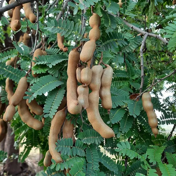 Sour_Vantoor_Tamarind_Imli_Grafted_Fruit_Plant_(1.5-3_Feet_Height)