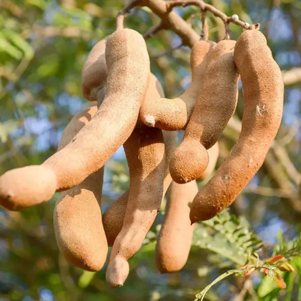 Sour_Vantoor_Tamarind_Imli_Grafted_Fruit_Plant_(1.5-3_Feet_Height)