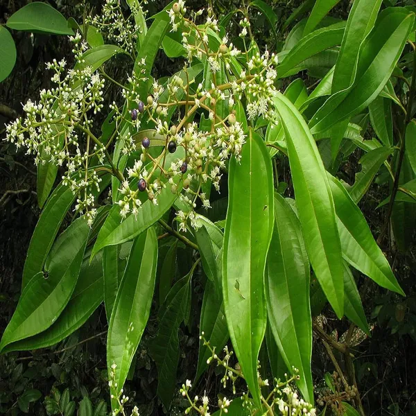 Tej_Patta_Indian_Bay_Leaf_Cinnamomum_Tamala_Patram_Spice_Plant_(1.5-3_Feet_Height)