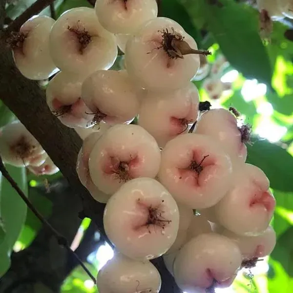 Mixed_Wax_Apple_Water_Apple_Java_Apple_Jamrul_Chamba_Layering/Grafted_Fruit_Plant_(1.5-3_Feet_Height)