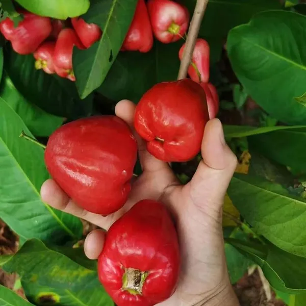 Red_Wax_Apple_Water_Fruit_Plant_(1.5-3_Feet_Height)