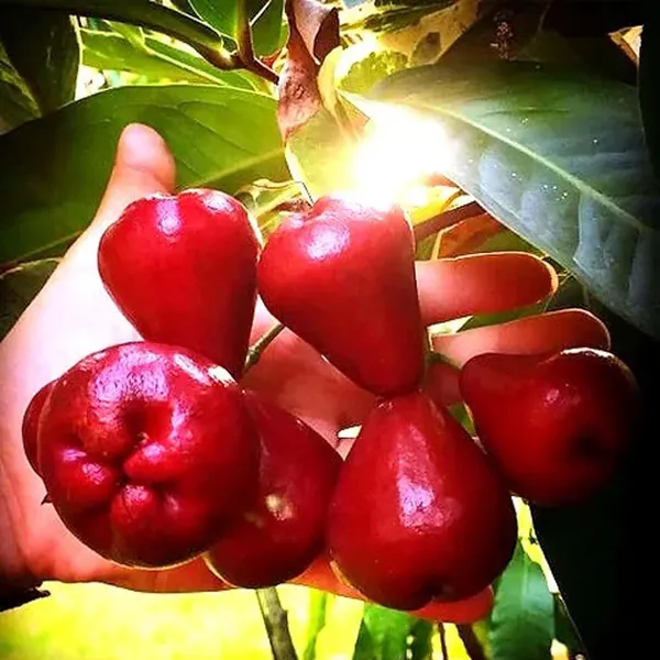 Red_Wax_Apple_Water_Fruit_Plant_(1.5-3_Feet_Height)