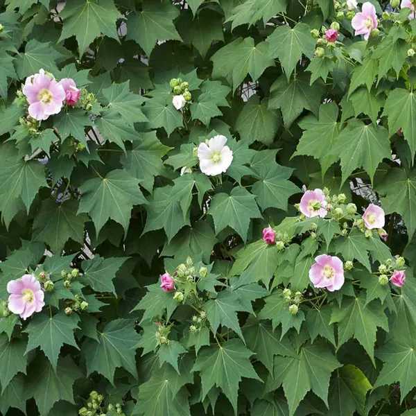 Single_Petal_All_Time_Cotton_Rose_Land_Lotus_Sthal_Poddo_Hibiscus_Mutabilis_Changeable_Colour_Flower_Plant_(1-2_Feet_Height)