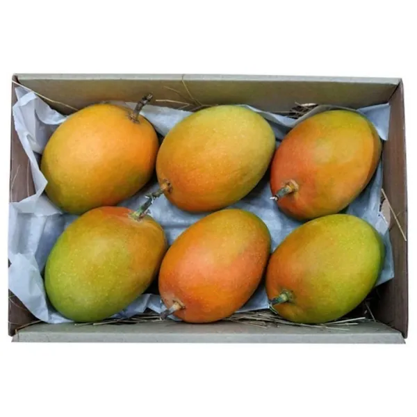 Hapus_Mango_Grafting_Plant_(Pack_Of_1)