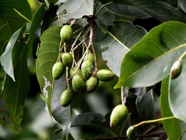 Haritaki__Plant_kadukkai_podi_Terminalia_chebula_Air_Layered_Plant_Haritika,Haritaki,Myroblans,Terminalia_Chebula,_chebulic_Myrobalan_Kadukka_Pack_of_1