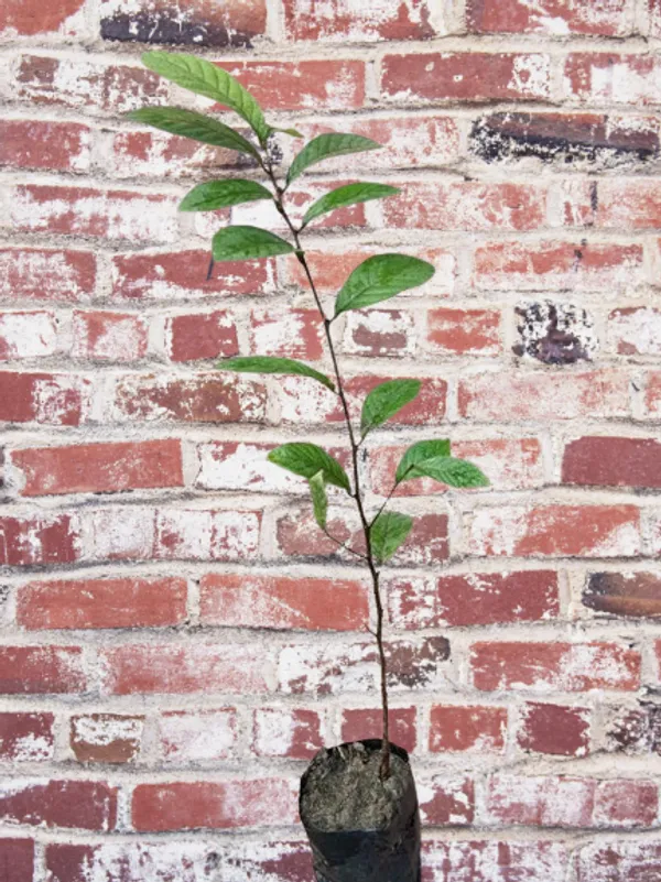 Haritaki__Plant_kadukkai_podi_Terminalia_chebula_Air_Layered_Plant_Haritika,Haritaki,Myroblans,Terminalia_Chebula,_chebulic_Myrobalan_Kadukka_Pack_of_1