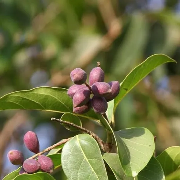 Haritaki__Plant_kadukkai_podi_Terminalia_chebula_Air_Layered_Plant_Haritika,Haritaki,Myroblans,Terminalia_Chebula,_chebulic_Myrobalan_Kadukka_Pack_of_1
