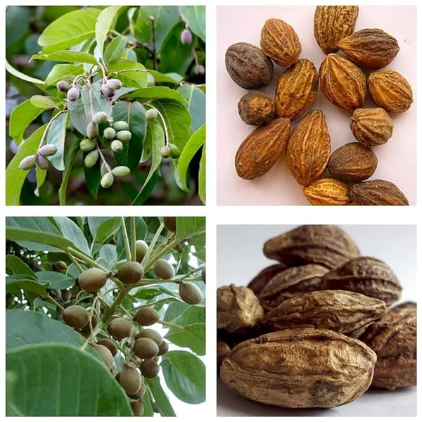 Haritaki__Plant_kadukkai_podi_Terminalia_chebula_Air_Layered_Plant_Haritika,Haritaki,Myroblans,Terminalia_Chebula,_chebulic_Myrobalan_Kadukka_Pack_of_1