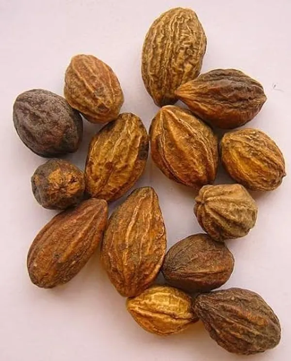 Haritaki__Plant_kadukkai_podi_Terminalia_chebula_Air_Layered_Plant_Haritika,Haritaki,Myroblans,Terminalia_Chebula,_chebulic_Myrobalan_Kadukka_Pack_of_1