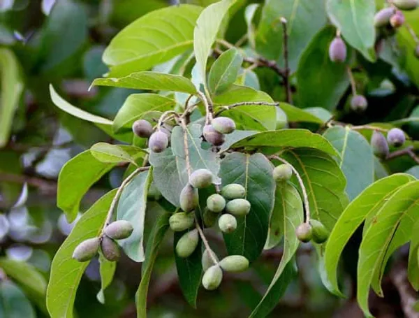 Haritaki__Plant_kadukkai_podi_Terminalia_chebula_Air_Layered_Plant_Haritika,Haritaki,Myroblans,Terminalia_Chebula,_chebulic_Myrobalan_Kadukka_Pack_of_1