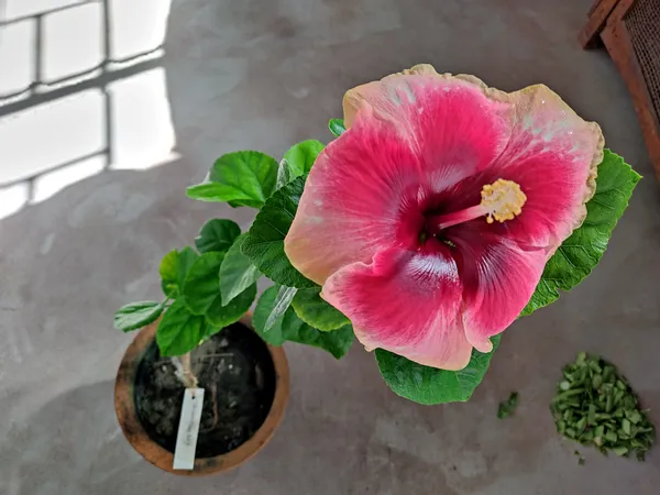 Hawaiian_Hibiscus,