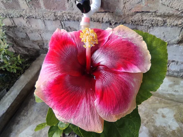 Hawaiian_Hibiscus,