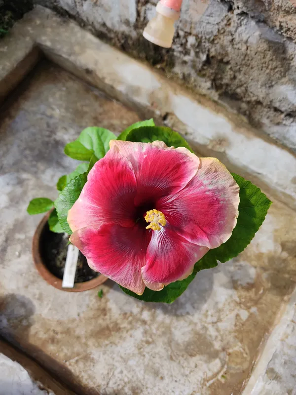 Hawaiian_Hibiscus,