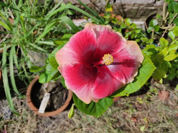 Hawaiian_Hibiscus,