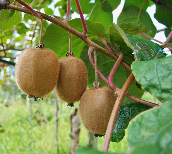 Kiwi_Fruit_Plant_(Hybrid,_Pack_Of_1)