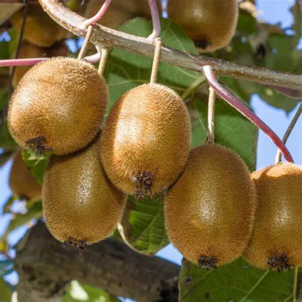 Kiwi_Fruit_Plant_(Hybrid,_Pack_Of_1)
