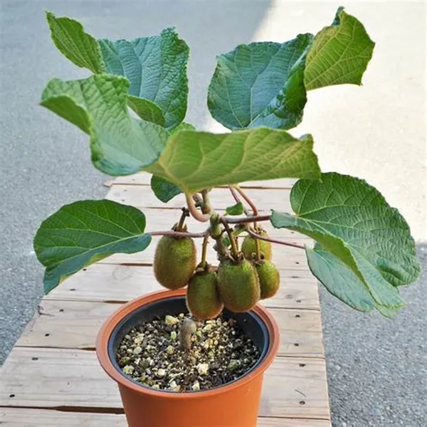 Kiwi_Fruit_Plant_(Hybrid,_Pack_Of_1)